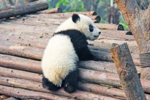 Bébé panda