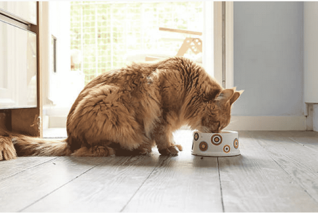 un chat mangeant des croquettes