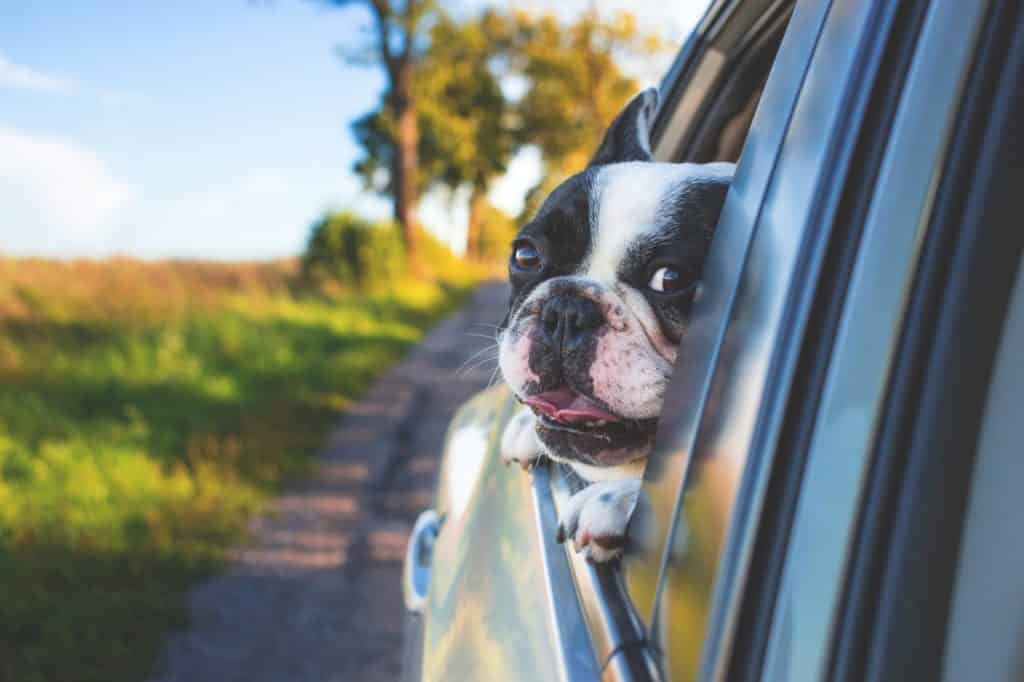 chien la tête en dehors de la voiture