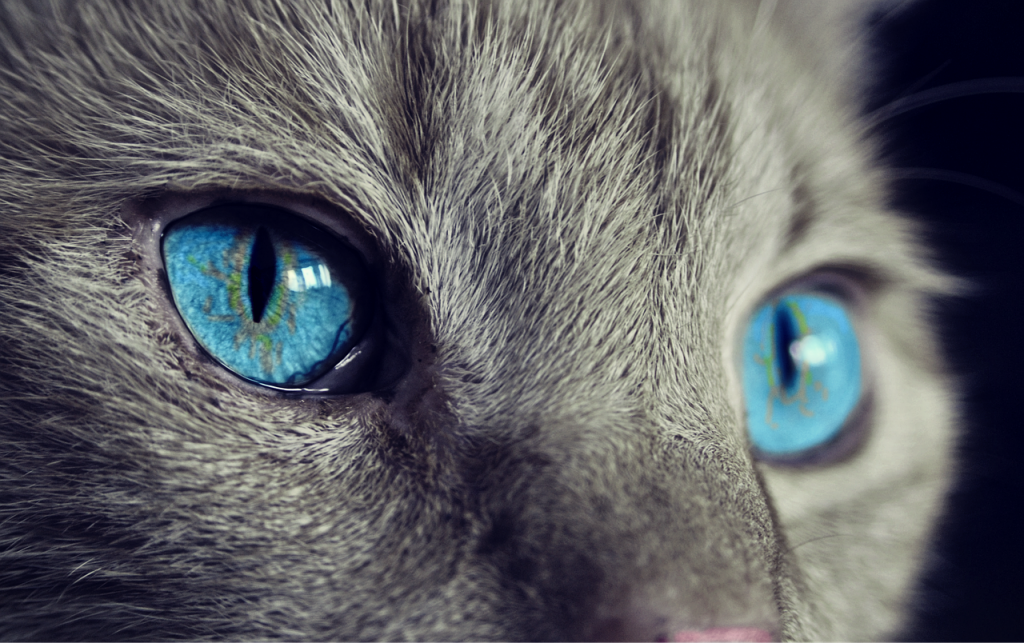 Les chats les plus drôles au monde