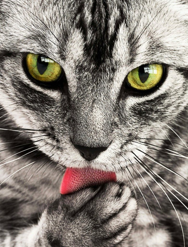 Vidéos de chats à mourir de rire compilation