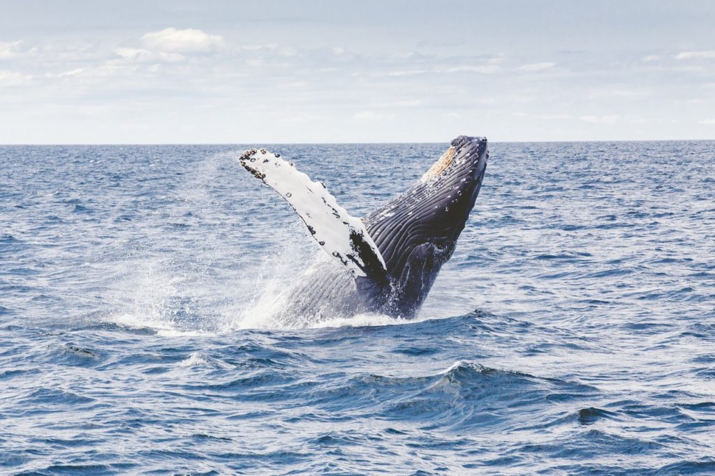 Baleine saute hors de l'eau