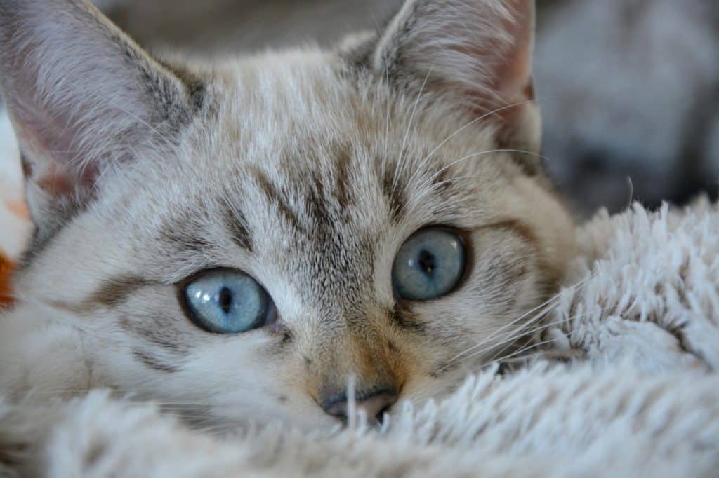 Chat sur literie