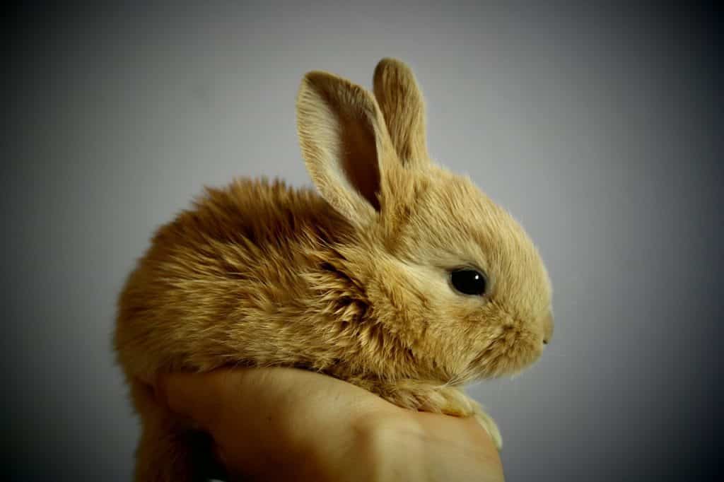Petit lapin mignon