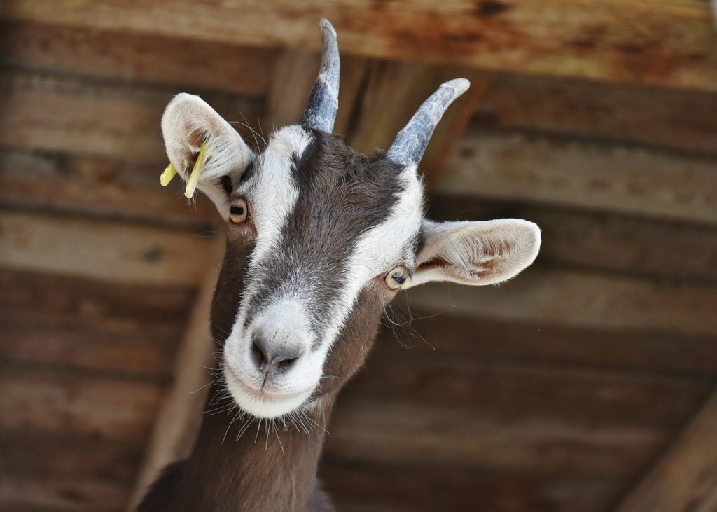Chèvre à la ferme