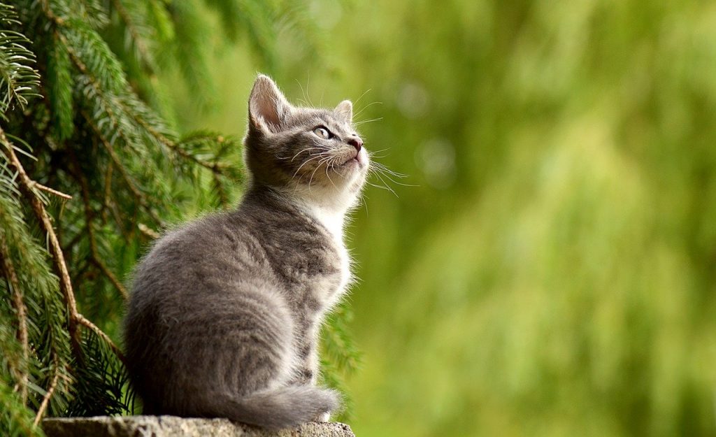 Bêtisier chat trop drôle