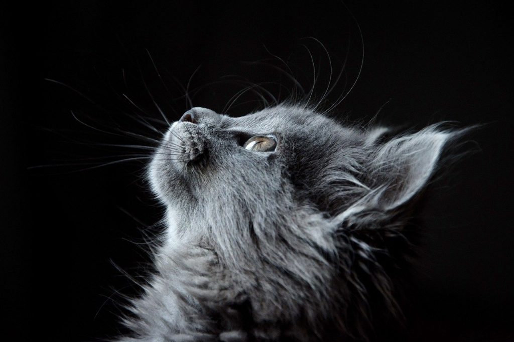 Compilation spéciale chat