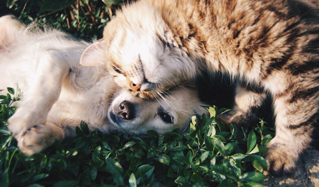 Quand les chats se font des blagues