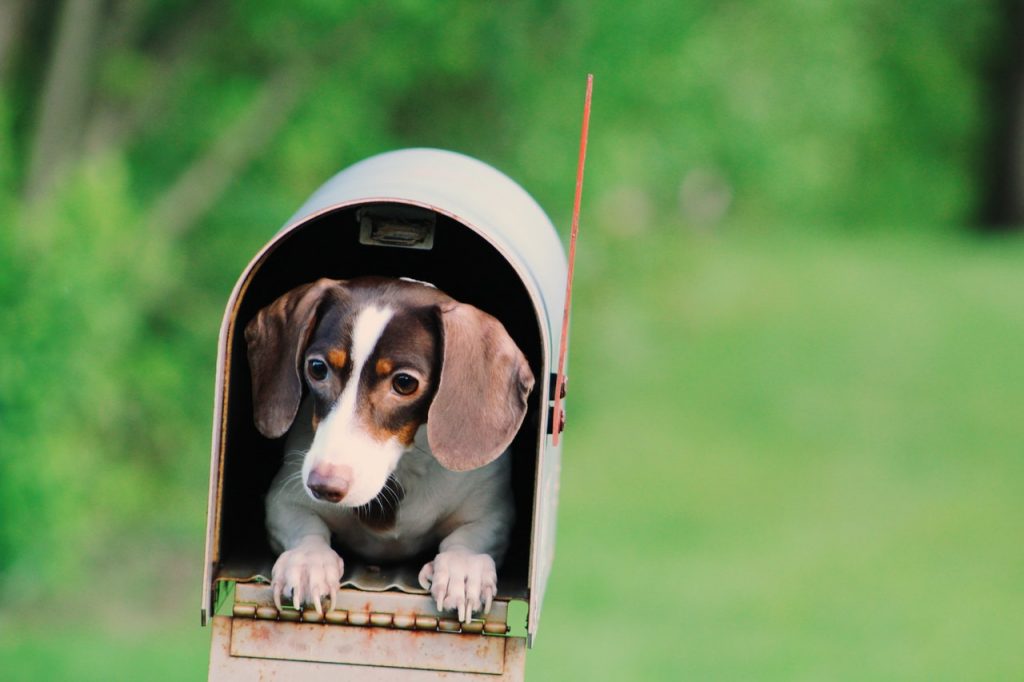Petit chien allongé dans une boîte aux lettres