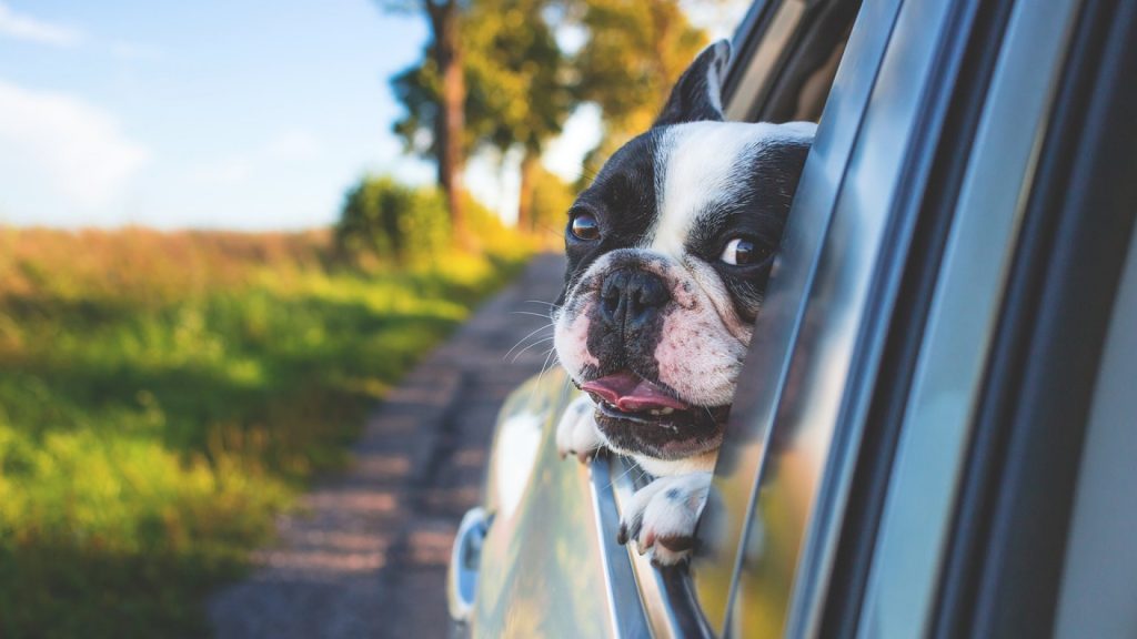 Des astuces pour choisir la bonne remorque de voiture pour son chien