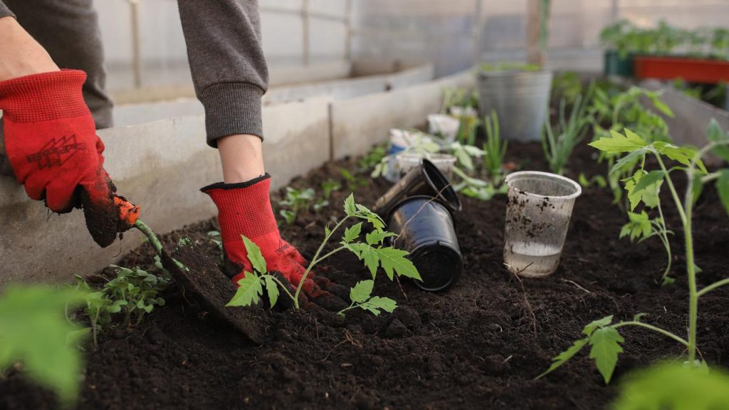 Comment entretenir son potager ?